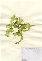 藏品(孔石蓴)的圖片